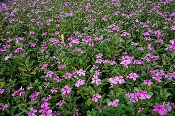 長春花圖片