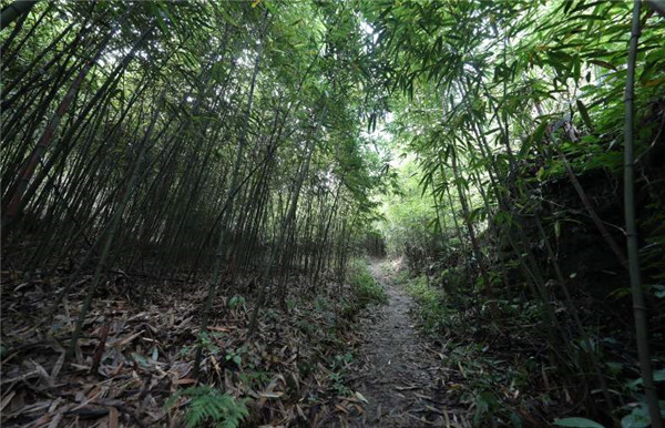 方竹基地實(shí)拍圖